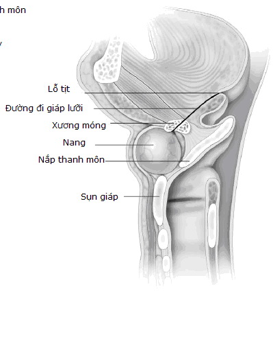 Kén giáp lưỡi - Hình ảnh minh họa